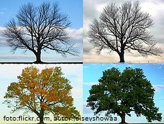 tree (2).jpg