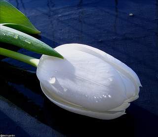biały tulipan.jpg
