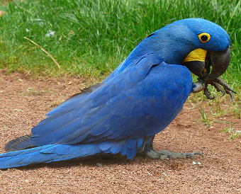 błękitna papuga.jpg